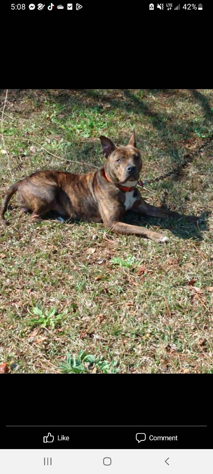 Kiara is registered to the contest to win money with this photo: canidae, carnivore, companion_dog, dog, dog_breed, dog_supply, grass, herding_dog, hunting_dog, liver, lycaon_pictus, non_sporting_group, plant, soil, sporting_group, tail, terrestrial_animal, wood, working_animal, working_dog