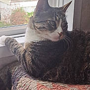 Indi joined the competition — help win amazing prizes! cat, tabby_cat, indoor, window, quilt, patchwork, furniture, pet, domestic_animal, resting, fur, animal, cozy, natural_light, curtain, looking_away, home, relaxed, whiskers, paw