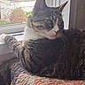 cat, tabby_cat, indoor, window, quilt, patchwork, furniture, pet, domestic_animal, resting, fur, animal, cozy, natural_light, curtain, looking_away, home, relaxed, whiskers, paw