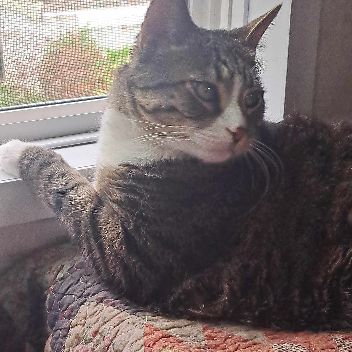 Indi