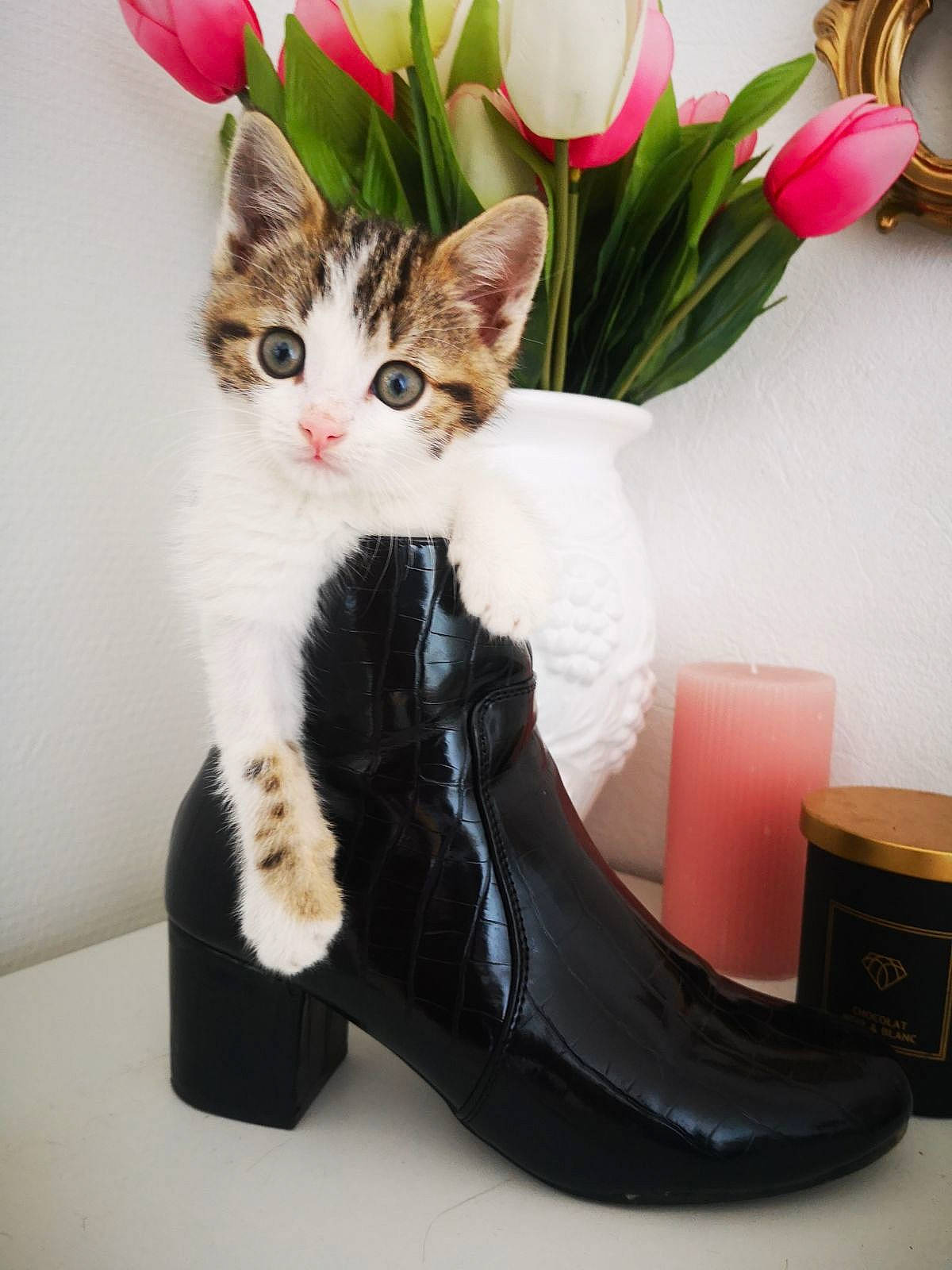 Boo participe au concours pour gagner de l'argent avec cette photo : carnivore, cat, comfort, felidae, flower, flower_arranging, flowerpot, foot, fur, houseplant, human_leg, knee, petal, plant, small_to_medium_sized_cats, tail, thigh, vase, whiskers, white