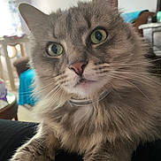 Reese joined the competition — help win amazing prizes! cat, fluffy, gray, green_eyes, whiskers, indoor, curious, pet, fur, closeup, collar, relaxed, domestic, animal, paw, feline, home, soft, cute, portrait