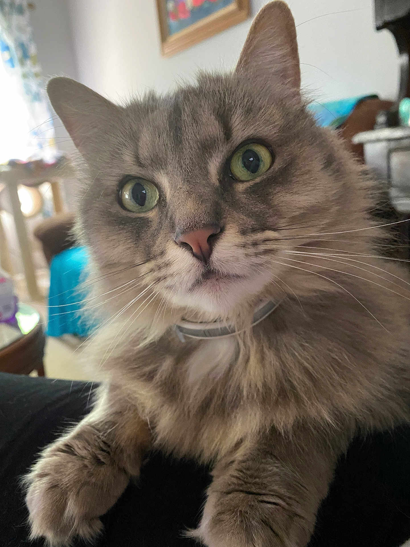 Reese joined the competition — help win amazing prizes! cat, fluffy, gray, green_eyes, whiskers, indoor, curious, pet, fur, closeup, collar, relaxed, domestic, animal, paw, feline, home, soft, cute, portrait