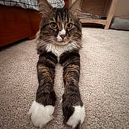 George Cooney joined the competition — help win amazing prizes! bed, carpet, cat, close_up, cozy, ears, eyes, front_legs, fur, furniture, indoor, long_whiskers, nightstand, paws, pet, portrait, relaxed, shelf, tabby_cat, white_paws