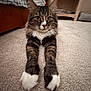 bed, carpet, cat, close_up, cozy, ears, eyes, front_legs, fur, furniture, indoor, long_whiskers, nightstand, paws, pet, portrait, relaxed, shelf, tabby_cat, white_paws