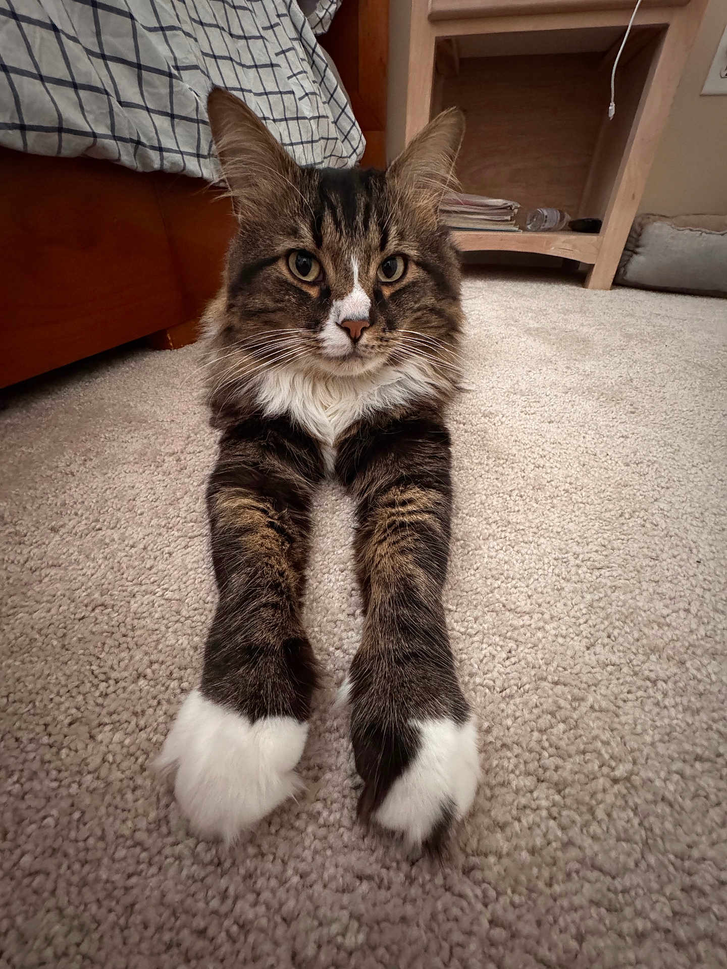 George Cooney joined the competition — help win amazing prizes! bed, carpet, cat, close_up, cozy, ears, eyes, front_legs, fur, furniture, indoor, long_whiskers, nightstand, paws, pet, portrait, relaxed, shelf, tabby_cat, white_paws