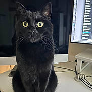 Binx is registered to the contest to win money with this photo: animal, black_cat, cables, cat, close_up, computer, curious, desk, electronics, feline, fur, home_office, indoor, monitor, pet, screen, sitting, technology, workspace, yellow_eyes