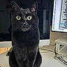animal, black_cat, cables, cat, close_up, computer, curious, desk, electronics, feline, fur, home_office, indoor, monitor, pet, screen, sitting, technology, workspace, yellow_eyes