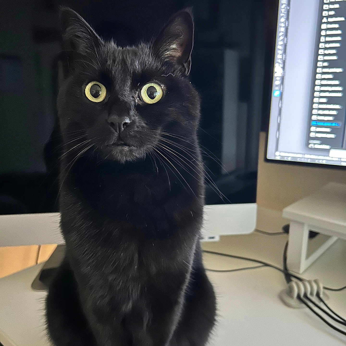 Binx is registered to the contest to win money with this photo: animal, black_cat, cables, cat, close_up, computer, curious, desk, electronics, feline, fur, home_office, indoor, monitor, pet, screen, sitting, technology, workspace, yellow_eyes