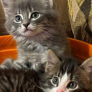 Braidey And Bridget joined the competition — help win amazing prizes! abyssinian, angora, animal, basket, bowl, brasssection, cat, chair, couch, furniture, horn, kitten, manx, musicalinstrument, pet, siamese