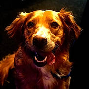 Maxie Boy joined the competition — help win amazing prizes! animal, canine, close_up, companion, cute, dog, ears, expression, friendly, fur, golden_brown, happy, indoor, mammal, nose, pet, portrait, smiling, teeth, tongue_out