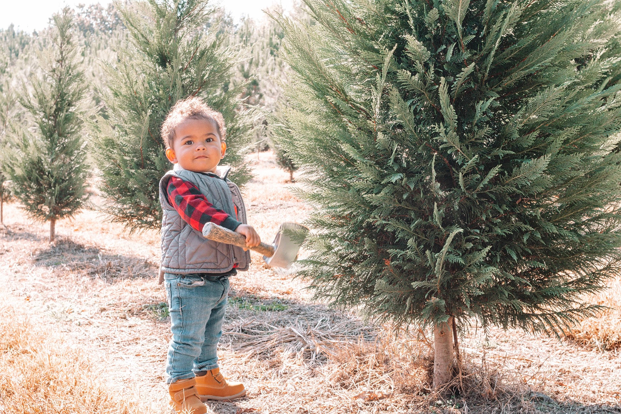 Kylo is registered to the contest to win money with this photo: botany, branch, conifer, evergreen, forest, grass, grass_family, landscape, larch, natural_landscape, people_in_nature, person, plant, shrub, shrubland, soil, toddler, tree, wilderness, winter