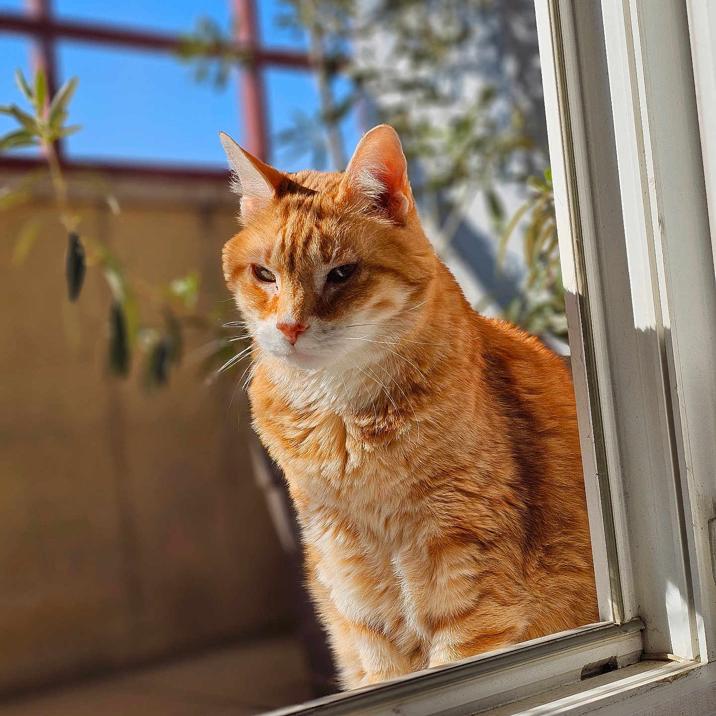 Roméo participe au concours pour gagner de l'argent avec cette photo : abyssinian, animal, cat, hardwood, kitten, manx, pet, window, windowsill, wood