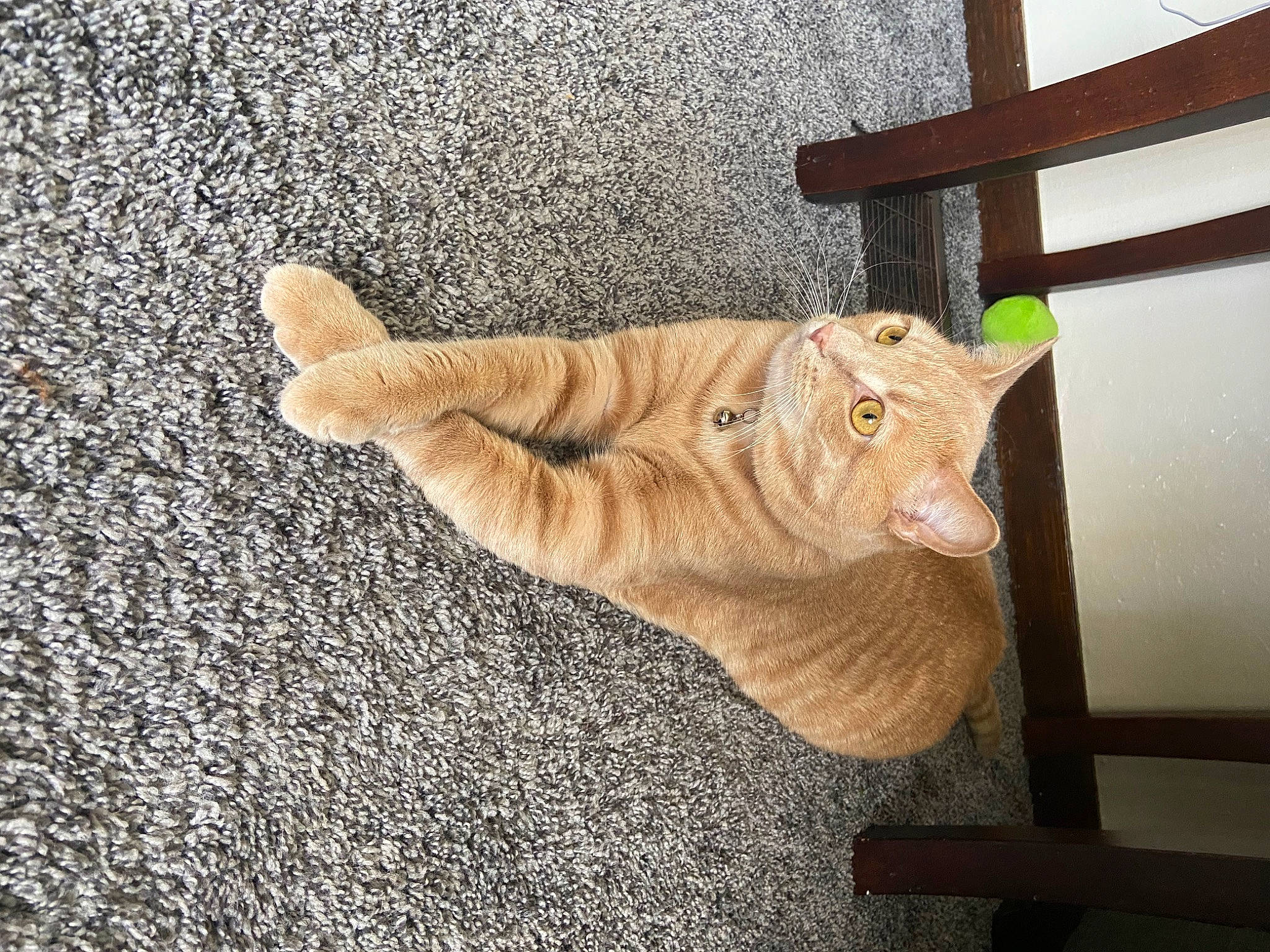 Kobe is registered to the contest to win money with this photo: carnivore, cat, chair, domestic_short_haired_cat, fawn, felidae, flooring, fur, hardwood, paw, road_surface, small_to_medium_sized_cats, snout, tail, terrestrial_animal, thread, whiskers, window, wood, wool