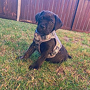 Bruce joined the competition — help win amazing prizes! puppy, dog, grass, harness, outdoor, pet, canine, fence, backyard, young, sitting, brown, animal, cute, nature, domestic_animal, playful, fur, collar, leisure