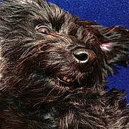 Izzy joined the competition — help win amazing prizes! dog, black_dog, close_up, portrait, shaggy_fur, curly_fur, floppy_ears, brown_eyes, nose, snout, whiskers, pet, animal, lying_down, relaxed, playful, funny_expression, blue_background, indoor, photography