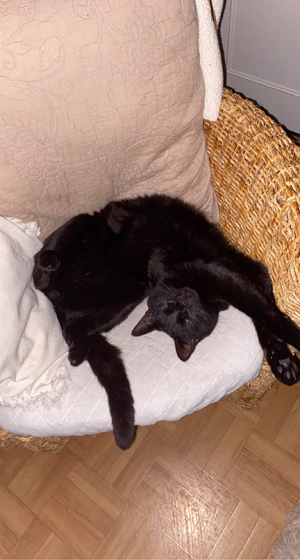 Pogo a rejoint le concours — aidez-le/la à gagner de superbes lots ! canidae, carnivore, claw, comfort, companion_dog, dog_breed, felidae, flooring, fur, hardwood, liver, mammal, small_to_medium_sized_cats, sporting_group, tail, terrestrial_animal, vertebrate, wood, wood_flooring, working_animal