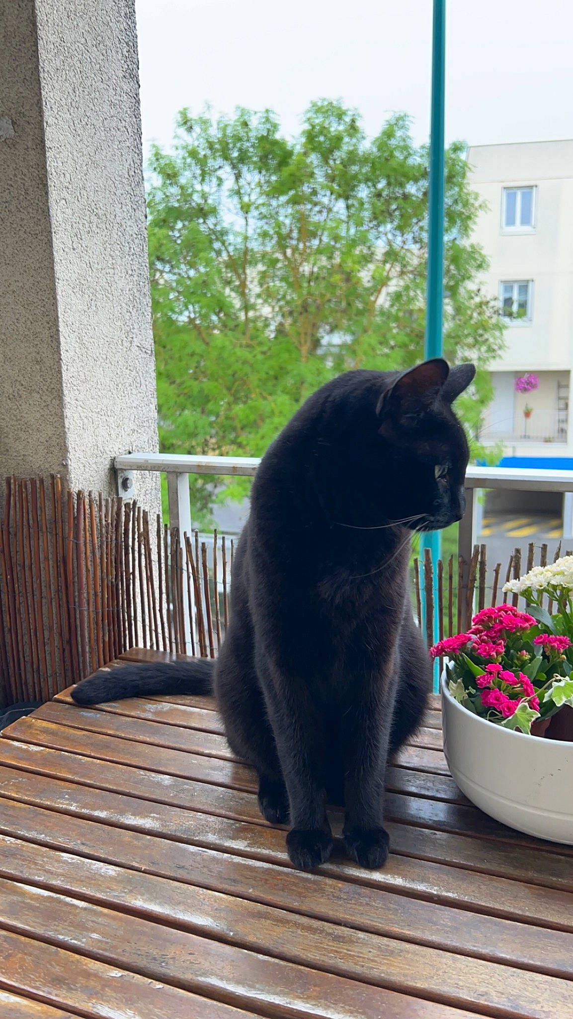 Pogo a rejoint le concours — aidez-le/la à gagner de superbes lots ! black_cat, carnivore, cat, domestic_short_haired_cat, felidae, flooring, flower, flowerpot, grass, hardwood, houseplant, plant, sitting, small_to_medium_sized_cats, tail, terrestrial_animal, tree, whiskers, window, wood