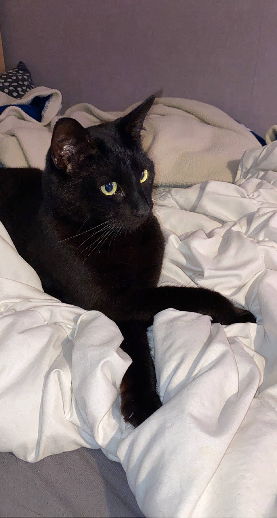 Pogo a rejoint le concours — aidez-le/la à gagner de superbes lots ! bedding, black_cat, bombay, carnivore, cat, cat_supply, comfort, domestic_short_haired_cat, felidae, fur, grey, linens, room, small_to_medium_sized_cats, snout, tail, terrestrial_animal, whiskers