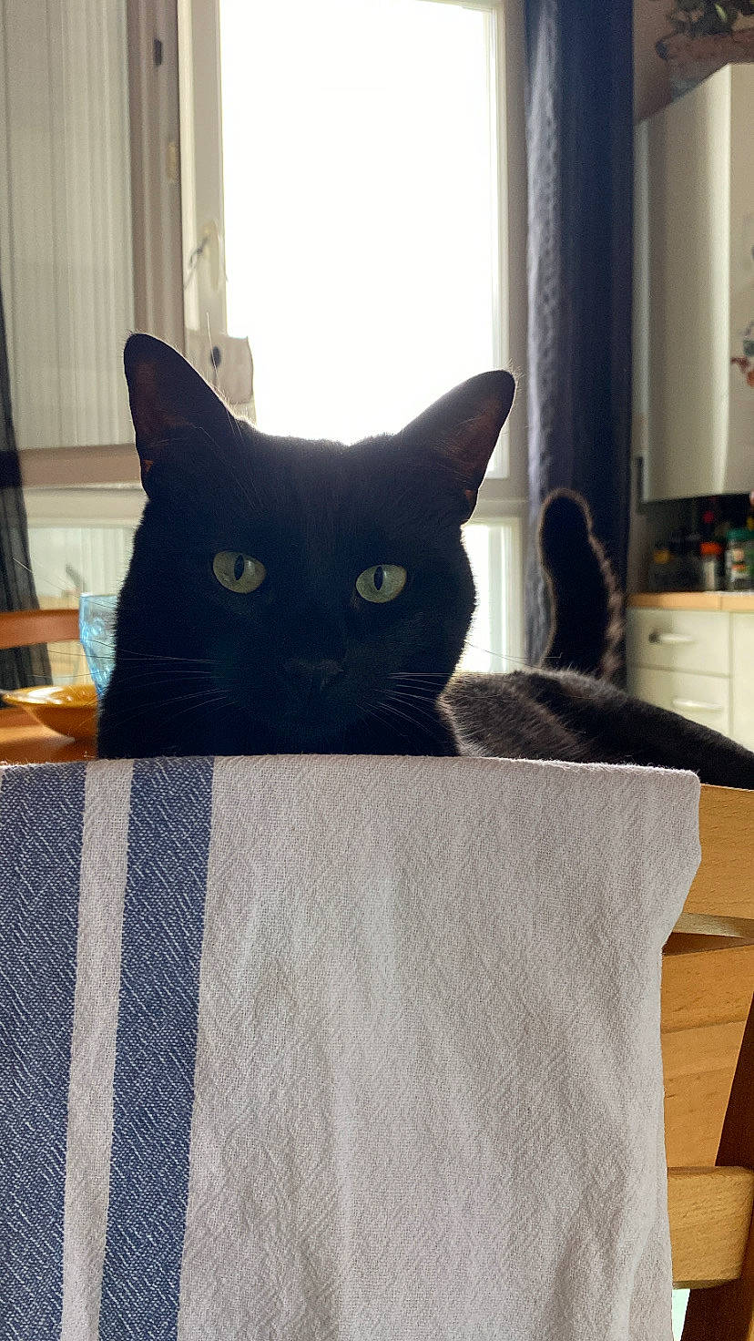 Pogo participe au concours pour gagner de l'argent avec cette photo : black_cat, bombay, carnivore, cat, cat_supply, curtain, domestic_short_haired_cat, electric_blue, felidae, flooring, fur, grey, hardwood, pet_supply, rectangle, small_to_medium_sized_cats, tail, whiskers, window, wood