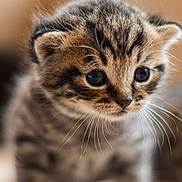 Simon is registered to the contest to win money with this photo: kitten, cat, tabby, animal, pet, whiskers, close_up, fur, cute, young, small, domestic_cat, mammal, portrait, feline, indoor, soft_light, curious, face, baby