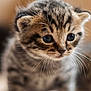 kitten, cat, tabby, animal, pet, whiskers, close_up, fur, cute, young, small, domestic_cat, mammal, portrait, feline, indoor, soft_light, curious, face, baby