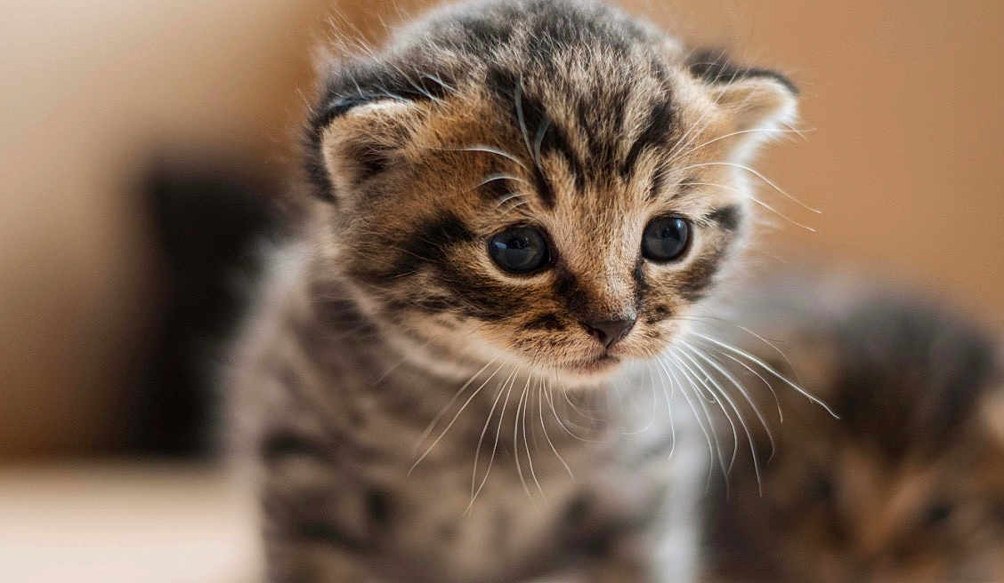 Simon