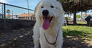 Scruff Mcgruff is registered to the contest to win money with this photo: dog, white_dog, happy, tongue_out, outdoor, backyard, fence, grass, tree, sunny, pet, canine, chain_link_fence, playful, animal, smiling, collar, daytime, nature, mammal