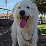 dog, white_dog, happy, tongue_out, outdoor, backyard, fence, grass, tree, sunny, pet, canine, chain_link_fence, playful, animal, smiling, collar, daytime, nature, mammal