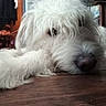 dog, white_fur, curly_fur, lying_down, close_up, indoor, floor, pet, canine, relaxed, sleepy, nose, eye, household, storage, drawer, brown_floor, furniture, fur_texture, cozy
