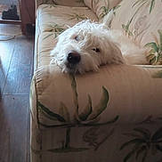 Scruff Mcgruff joined the competition — help win amazing prizes! dog, white_dog, fluffy, couch, sofa, patterned_fabric, indoor, resting, sleepy, armrest, wooden_floor, chair, pet, relaxed, home, living_room, cozy, animal, fur, laying_down