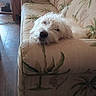 dog, white_dog, fluffy, couch, sofa, patterned_fabric, indoor, resting, sleepy, armrest, wooden_floor, chair, pet, relaxed, home, living_room, cozy, animal, fur, laying_down