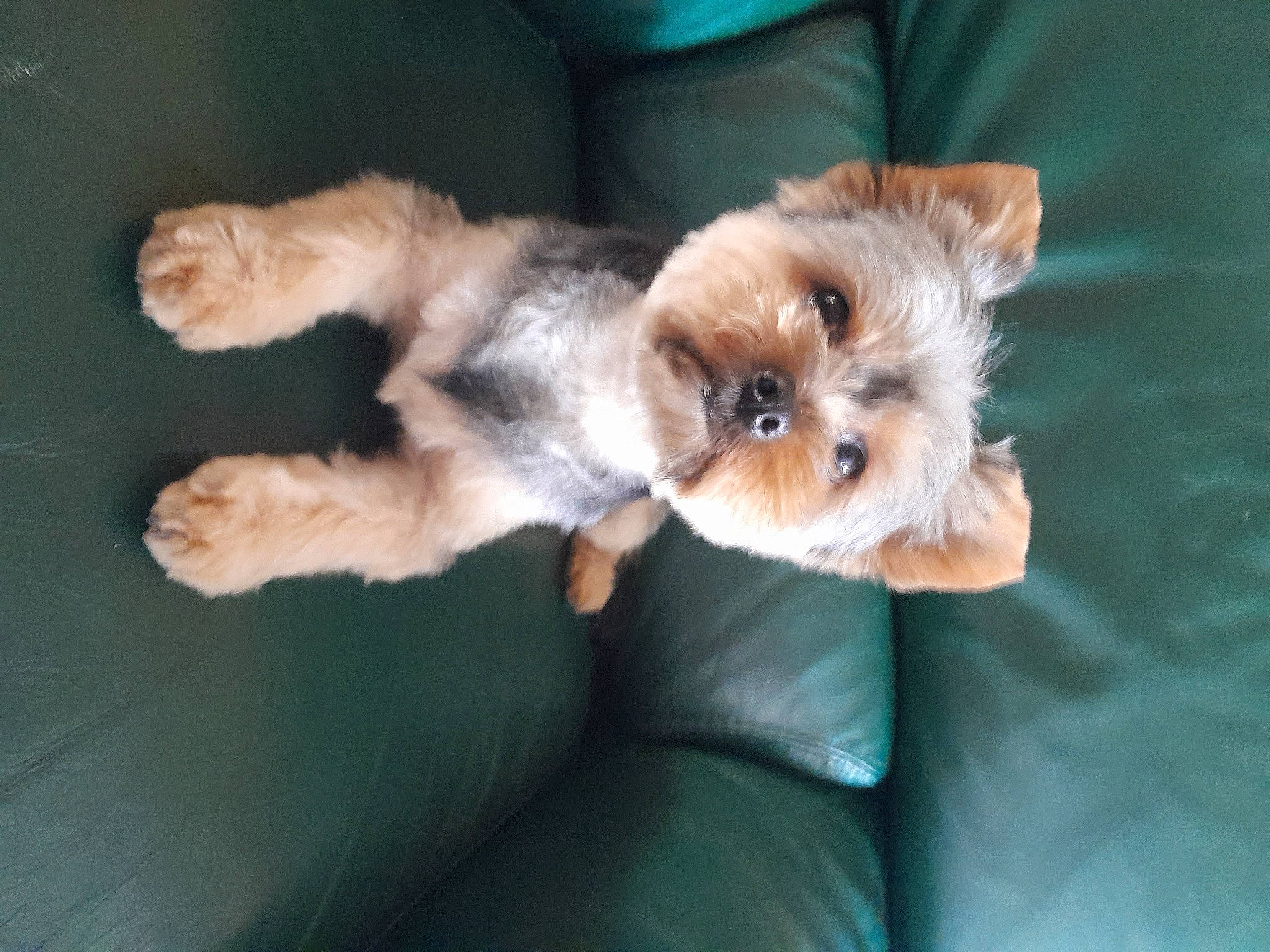 Sacha a rejoint le concours — aidez-le/la à gagner de superbes lots ! canidae, carnivore, comfort, companion_dog, dog, dog_breed, dog_supply, fawn, fur, liver, mammal, paw, small_terrier, snout, sporting_group, terrier, toy_dog, vertebrate, working_animal, yorkshire_terrier