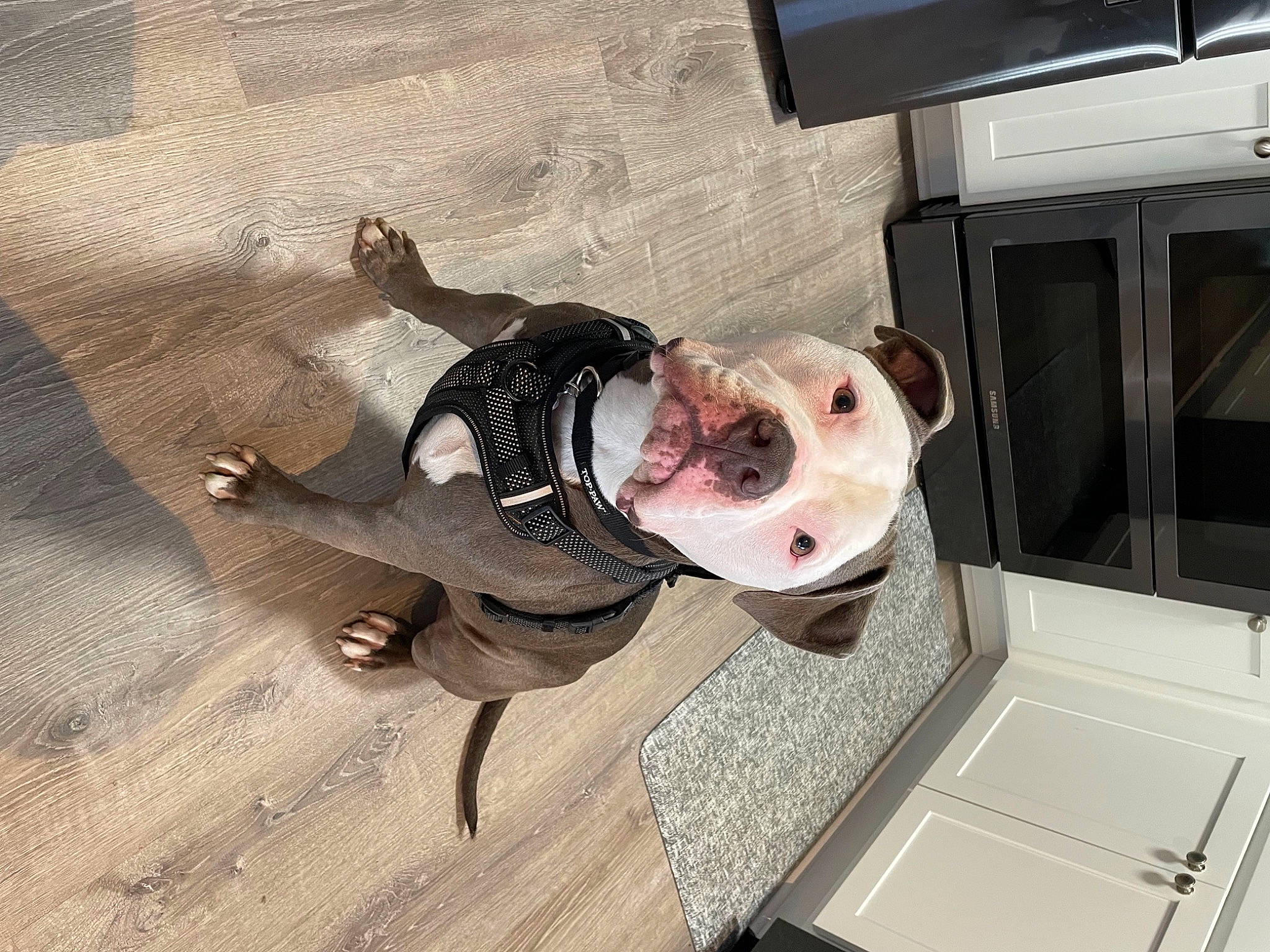 Ludo is registered to the contest to win money with this photo: canidae, carnivore, companion_dog, dog, dog_breed, dog_clothes, dog_supply, eyewear, fawn, fish, flooring, guard_dog, hardwood, non_sporting_group, personal_protective_equipment, snout, sporting_group, sunglasses, whiskers, wood