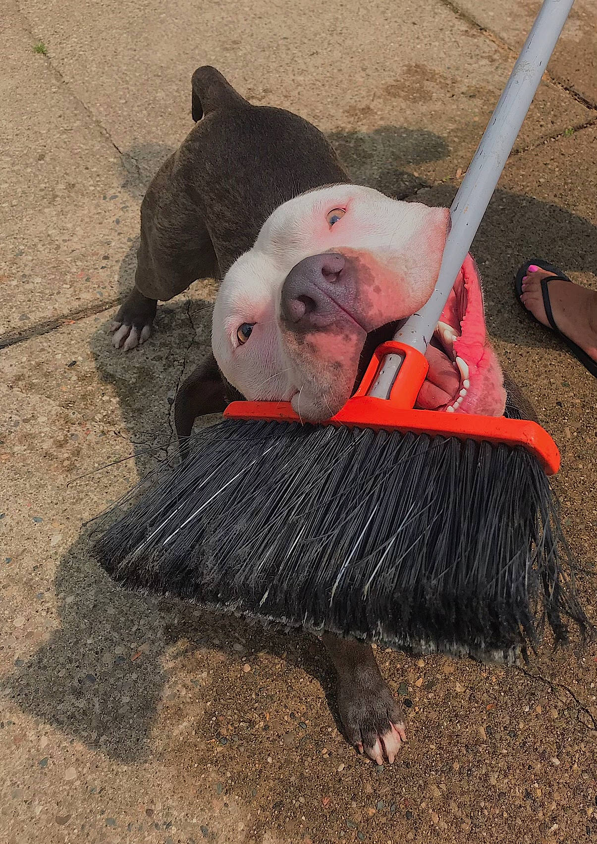 Ludo is registered to the contest to win money with this photo: canidae, carmine, dog_breed, fashion_accessory, fawn, grass, leash, magenta, mammal, snout, soil, sporting_group, tail, terrestrial_animal, toy, vertebrate, wood, wool, woolen, working_animal