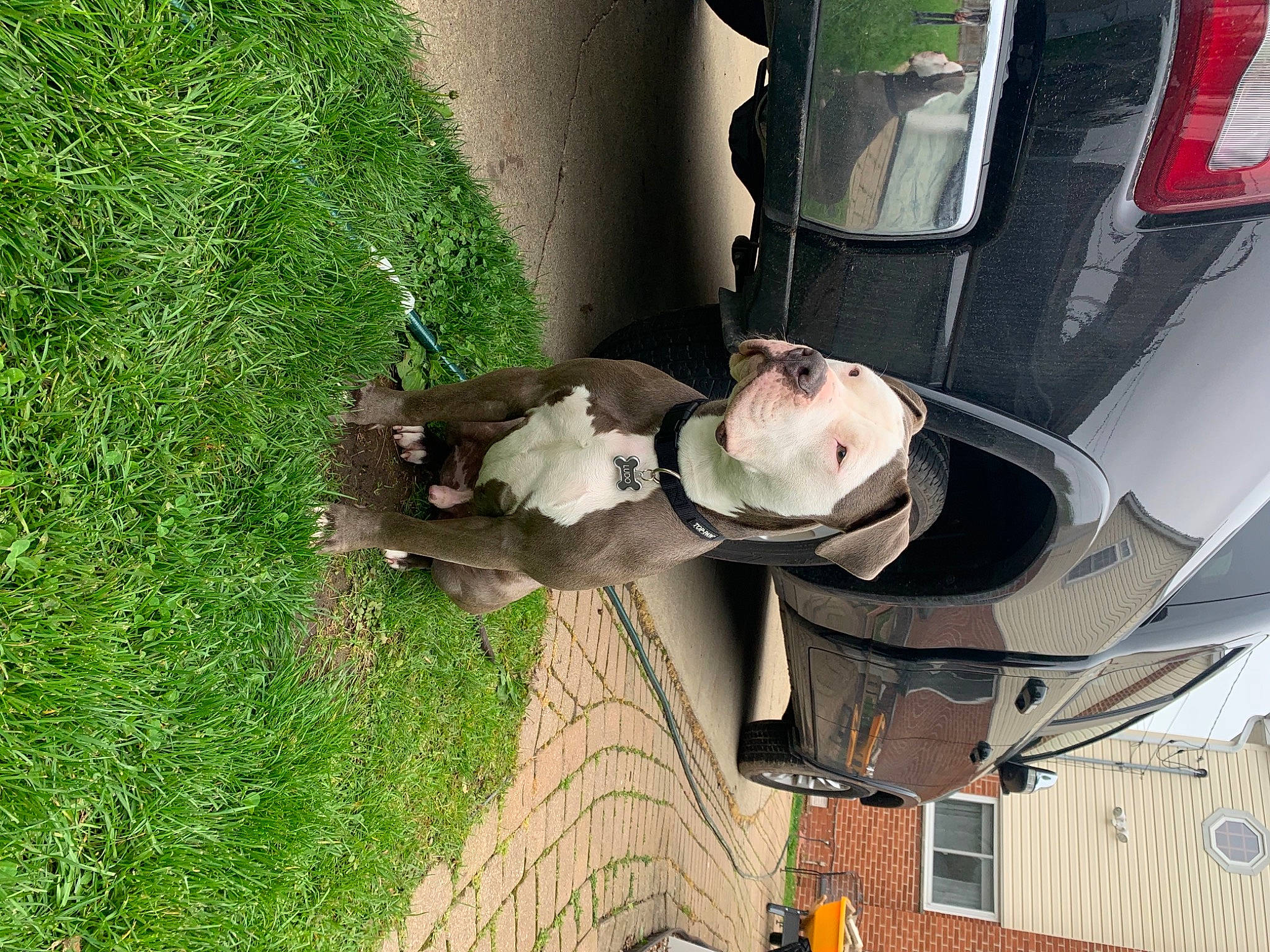 Ludo is registered to the contest to win money with this photo: auto_part, automotive_exterior, automotive_lighting, automotive_parking_light, automotive_wheel_system, bumper, car, fender, grass, land_vehicle, mammal, motor_vehicle, plant, tire, tree, vehicle, vehicle_door, vertebrate, wheel, window