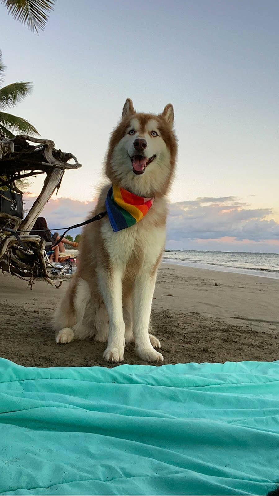 Dante is registered to the contest to win money with this photo: beach, canidae, canis, carnivore, cloud, companion_dog, dog, dog_breed, fur, ocean, palm_tree, siberian_husky, sky, sled_dog, sporting_group, tail, water, winter, working_animal, working_dog