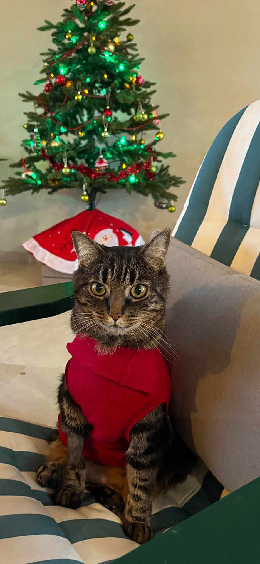 Pistache a rejoint le concours — aidez-le/la à gagner de superbes lots ! cat, tabby_cat, red_clothing, christmas_tree, ornaments, lights, indoor, chair, striped_chair, holiday, festive, pet, animal, sitting, decorations, green, red, brown, cute, cozy