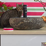 Hecate a rejoint le concours — aidez-le/la à gagner de superbes lots ! cat, countertop, curious, decor, domestic_cat, faucet, greenery, houseplant, indoor, modern, orange_cloth, pet, plant, rustic, sink, striped_wall, tabby, tabby_cat, vibrant, wood_surface