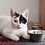 Yumi participe au concours pour gagner de l'argent avec cette photo : cat, white_cat, black_markings, pet, animal, indoor, bowl, mat, fur, ears, eyes, paw, resting, curious, closeup, domestic, household, quiet, still_life, portrait
