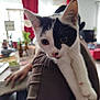 Yumi participe au concours pour gagner de l'argent avec cette photo : cat, kitten, black_and_white, indoor, curtains, person, shoulder, furniture, table, plants, bottle, window, living_room, whiskers, paw, face, pet, domestic_animal, curious, closeup