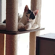 Yumi participe au concours pour gagner de l'argent avec cette photo : cat, black_and_white, pet, feline, cat_tree, indoor, window, sunlight, relaxed, sleepy, fur, animal, paw, ears, resting, cozy, home, cute, shelf, natural_light