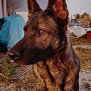 Oslo participe au concours pour gagner de l'argent avec cette photo : dog, german_shepherd, outdoor, animal, pet, fur, ears, brown_eyes, grass, sunlight, portrait, nature, canine, watchful, daylight, background, yard, plants, fence, ground