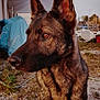 dog, german_shepherd, outdoor, animal, pet, fur, ears, brown_eyes, grass, sunlight, portrait, nature, canine, watchful, daylight, background, yard, plants, fence, ground