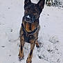 dog, german_shepherd, snow, snowy_ground, outdoor, pet, canine, animal, winter, cold, fence, plant, nature, fur, ears, face, brown, black, sitting, leash
