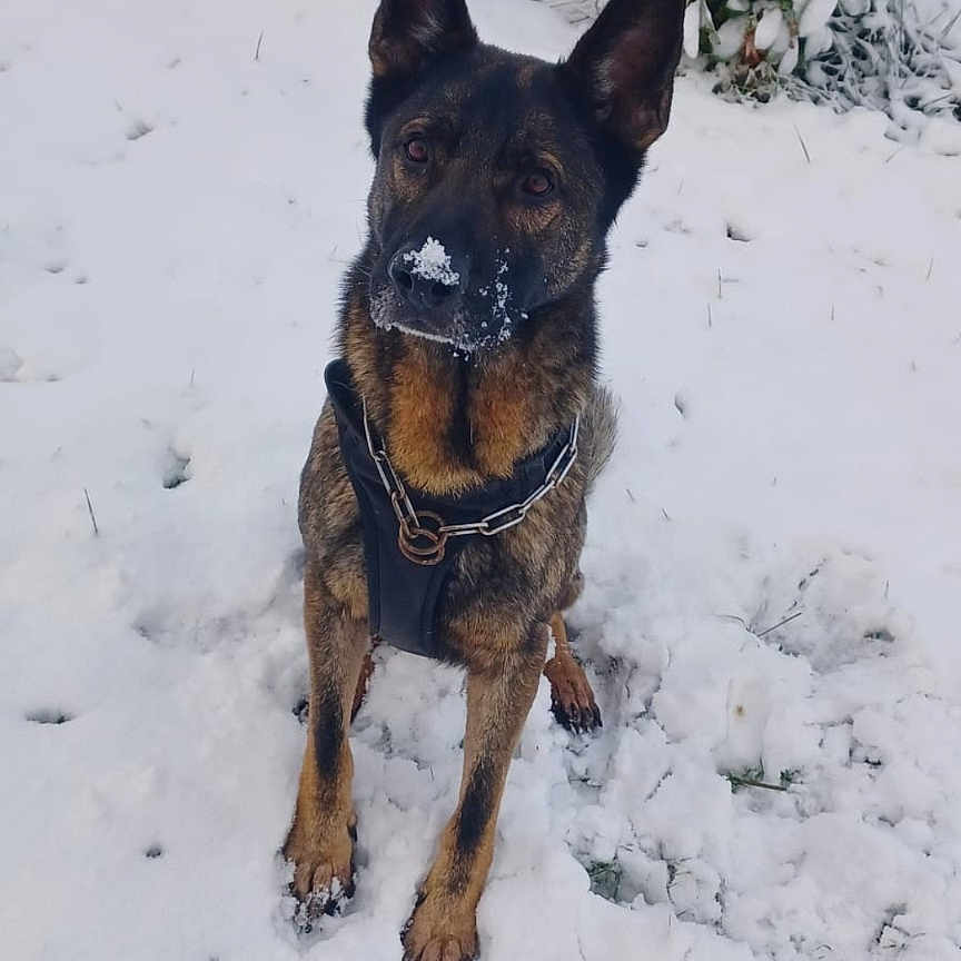 Oslo participe au concours pour gagner de l'argent avec cette photo : animal, black, brown, canine, cold, dog, ears, face, fence, fur, german_shepherd, leash, nature, outdoor, pet, plant, sitting, snow, snowy_ground, winter