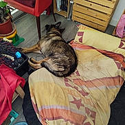 Oslo a rejoint le concours — aidez-le/la à gagner de superbes lots ! blanket, brown_dog, casual, chair, cozy, dog, floor, furniture, home, household_items, indoor, pet_bed, plant, red_chair, relaxation, resting, sleeping, storage, wood_floor, wooden_crate