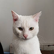 Sushi participe au concours pour gagner de l'argent avec cette photo : cat, white_cat, pet, animal, feline, whiskers, pink_nose, green_eyes, closeup, portrait, indoor, serious_expression, fur, cute, domestic_animal, sitting, looking_at_camera, soft_light, neutral_background, focused