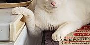 Sushi a rejoint le concours — aidez-le/la à gagner de superbes lots ! cat, white_cat, indoor, feline, pet, paw, appliance, mat, relaxed, looking_at_camera, fur, animal, household, resting, cute, domestic, whiskers, ears, pink_nose, curious