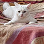cat, white_cat, pet, animal, feline, lying_down, bed, blanket, indoor, fur, whiskers, ears, tail, resting, cute, domestic_animal, mammal, portrait, looking_at_camera, relaxed
